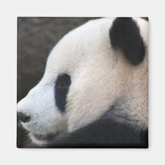 Panda Magneet (Voorkant)