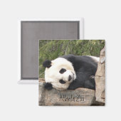 Panda Magnet (Voorkant / Achterkant)