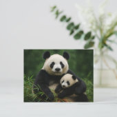 Panda Mother & Cub in Gentle Rain Briefkaart (Staand voorkant)
