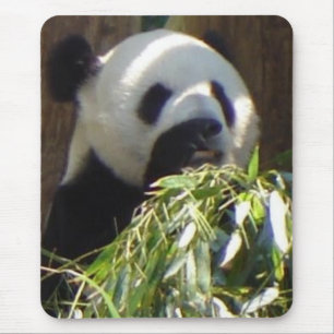 Panda Muismat