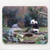Panda Muismat (Voorkant)