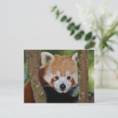 Panda Portret Ansichtkaart Briefkaart (Staand voorkant)