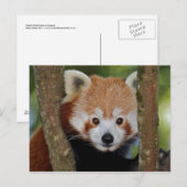 Panda Portret Ansichtkaart Briefkaart (Voorkant / Achterkant)