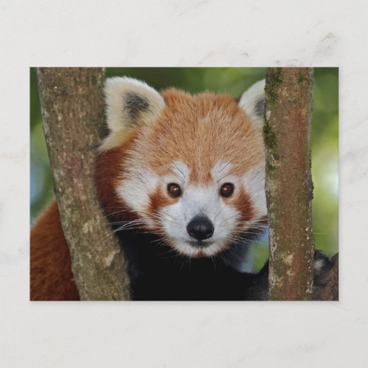 Panda Portret Ansichtkaart Briefkaart (Voorkant)