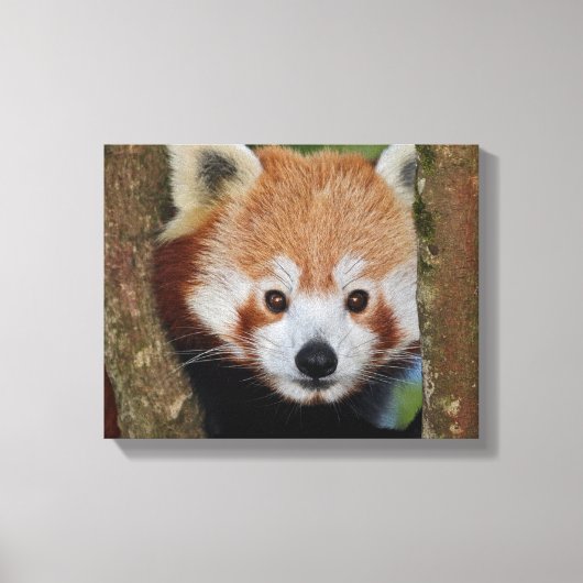 Panda Portret Ingepakt Canvas Afdruk (Voorkant)