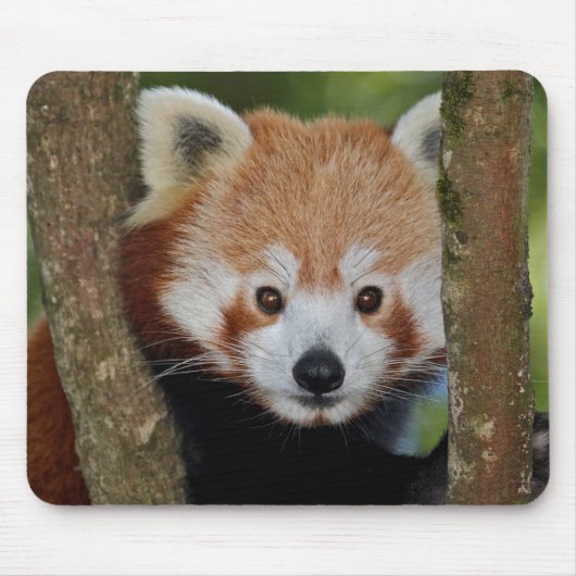 Panda Portret Muismat (Voorkant)