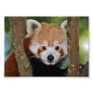 Panda Portret Print Foto Afdruk