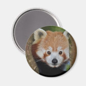 Panda Portretmagneet Magneet (Voorkant / Achterkant)