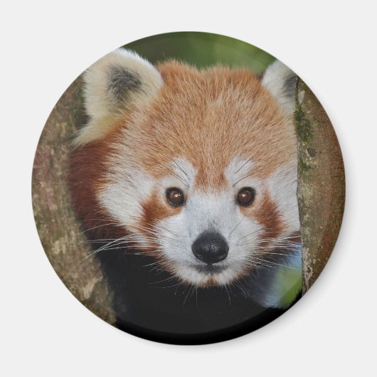 Panda Portretmagneet Magneet (Voorkant)