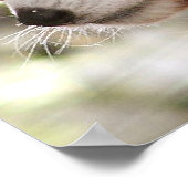 Panda Poster (Hoek)