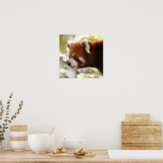 Panda Poster (Keuken)