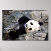 Panda Poster (Voorkant)