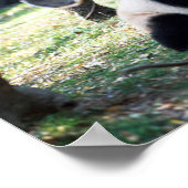 Panda Poster (Hoek)