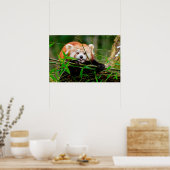 Panda Poster (Keuken)