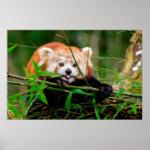 Panda Poster (Voorkant)