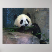 Panda Poster (Voorkant)