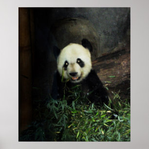 Panda-Poster / afdrukken Poster