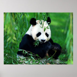 Panda Posters Prints - Poster van Panda die Blader