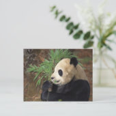 Panda-profiel Briefkaart (Staand voorkant)