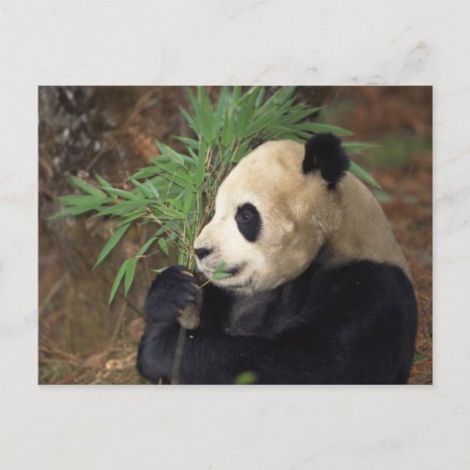 Panda-profiel Briefkaart (Voorkant)