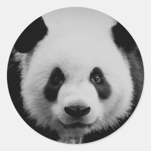 Panda Ronde Sticker