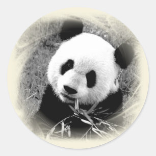 Panda Ronde Sticker