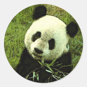Panda Ronde Sticker
