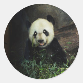 Panda Ronde Sticker