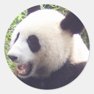 Panda Ronde Sticker