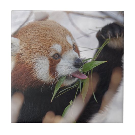 panda rood dier print cute tegeltje (Voorkant)