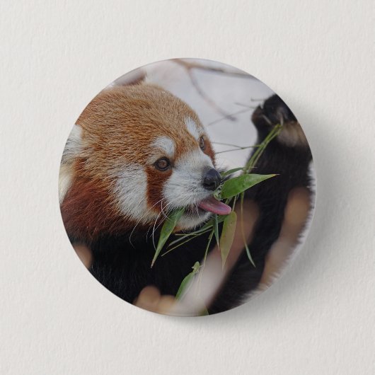 panda - rooddier is schattig ronde button 5,7 cm (Voorkant)
