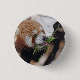 panda - rooddier is schattig ronde button 5,7 cm