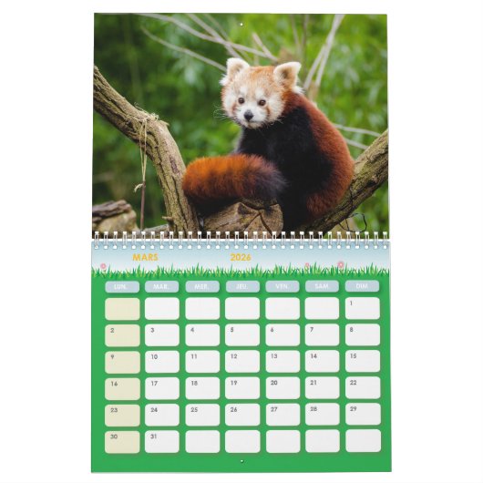Panda Roux Calendar Red panda Kalender (Mar 2026)