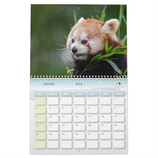 Panda Roux Calendar Red panda Kalender (Feb 2026)