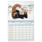 Panda Roux Calendar Red panda Kalender (Jan 2026)