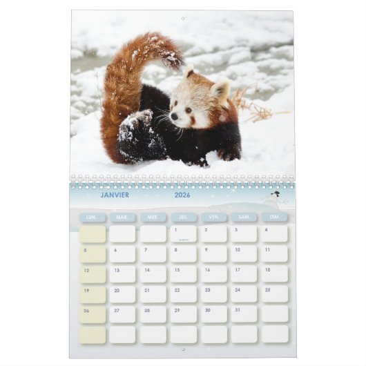 Panda Roux Calendar Red panda Kalender (Jan 2026)