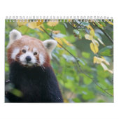 Panda Roux Calendar Red panda Kalender (Hoes)