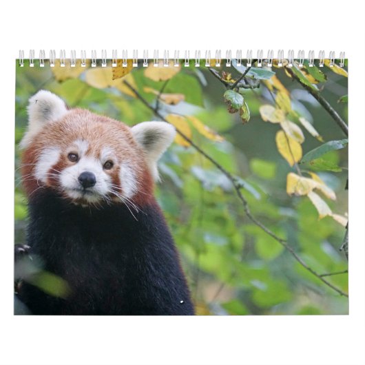 Panda Roux Calendar Red panda Kalender (Hoes)