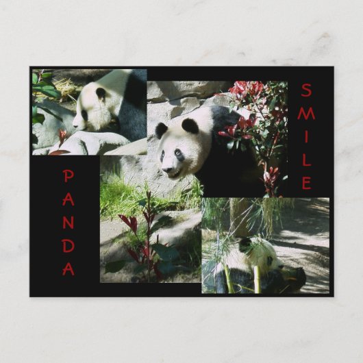 PANDA SMILE BRIEFKAART (Voorkant)