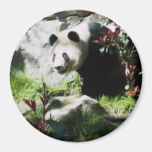 Panda Smile Magneet (Voorkant)