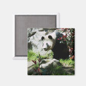 Panda Smile magnet (Voorkant / Achterkant)