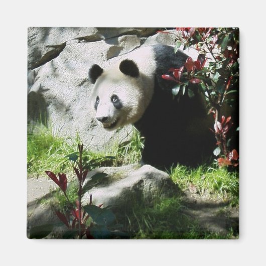 Panda Smile magnet (Voorkant)