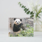 Panda Snack Briefkaart (Staand voorkant)