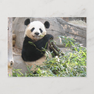 Panda Snack Briefkaart