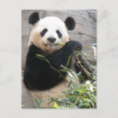 Panda Snack Briefkaart (Voorkant)