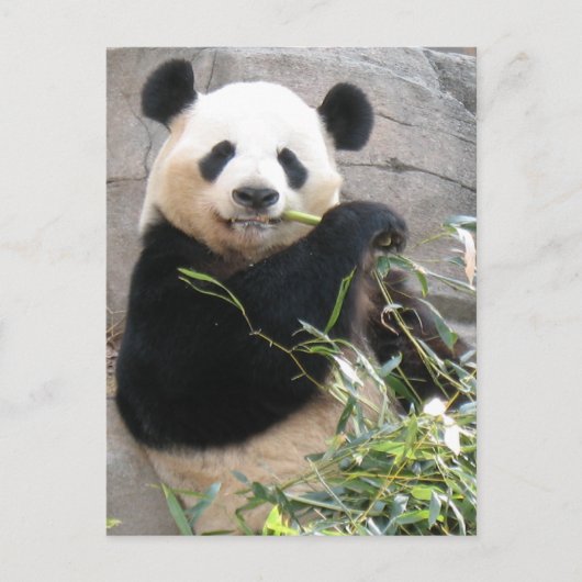 Panda Snack Briefkaart (Voorkant)