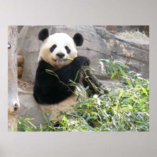 Panda Snack Poster (Voorkant)