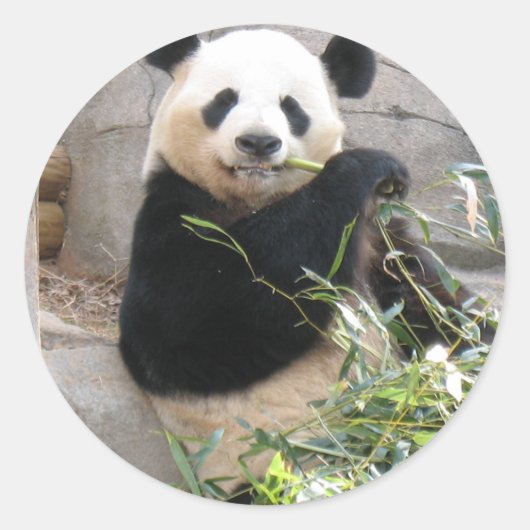 Panda Snack Ronde Sticker (Voorkant)