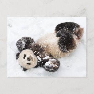 Panda spelen in de sneeuw Winter Foto Briefkaart