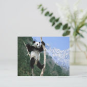 Panda stuck in Tree Briefkaart (Staand voorkant)